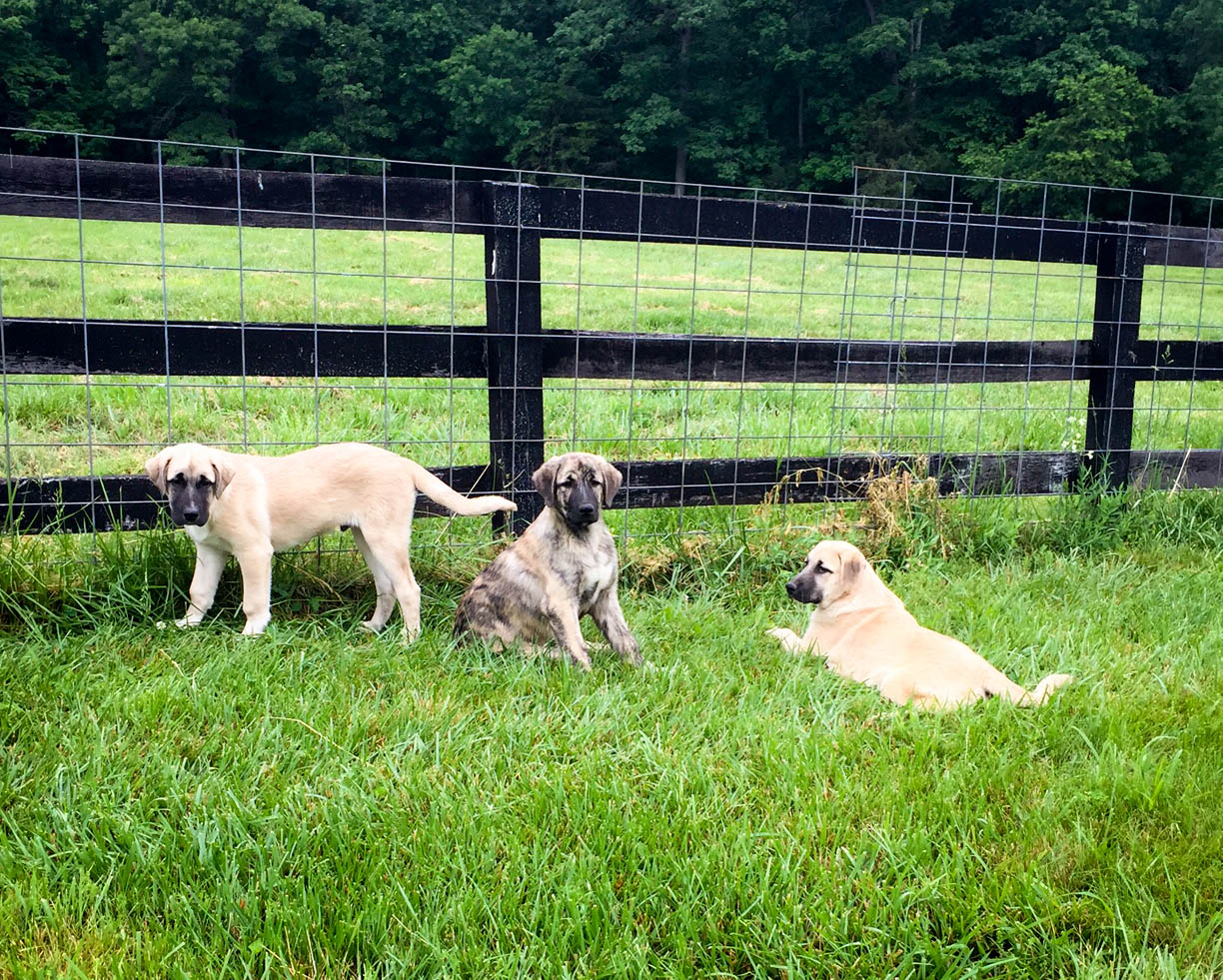 Duke, Zeus, Vino (1)